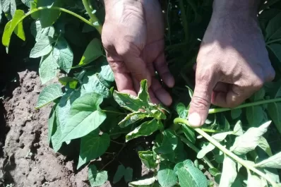 Herramienta tecnológica para combatir el tizón tardío