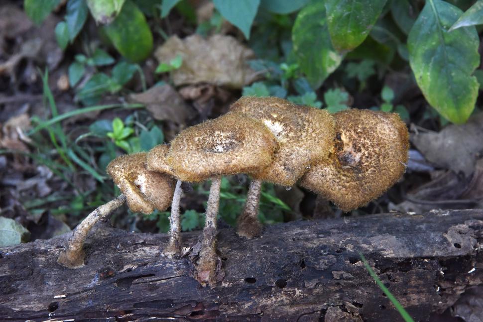 HONGOS. No sólo árboles custodia el parque.