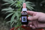 El Gobierno y el Conicet lanzaron una diplomatura en cannabis y sus usos medicinales: ¿Cómo me inscribo?