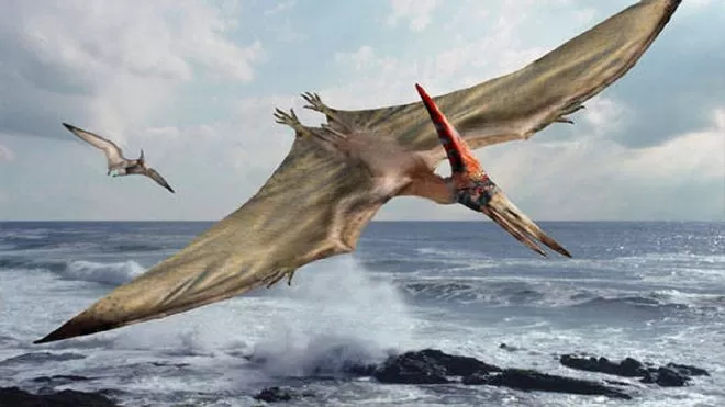 REPTIL VOLADOR. Hasta se creía que sólo vivió en el hemisferio norte. 