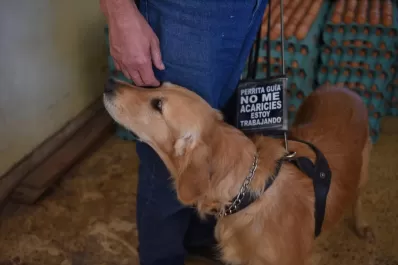 Tucumán tendrá su primera escuela de perros guías