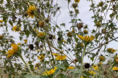 Un mal herbicida puede causar un 40% de pérdida
