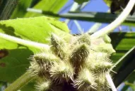 Una opción para el manejo del “tupulo”