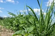 Opciones de posemergencia para el “pasto cubano”