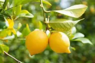 Anuncian productos a base de polifenoles