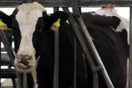 Inglaterra: detectaron un caso de la enfermedad de las vacas locas