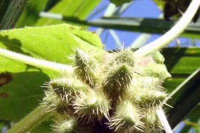 Una opción para el manejo del “tupulo”