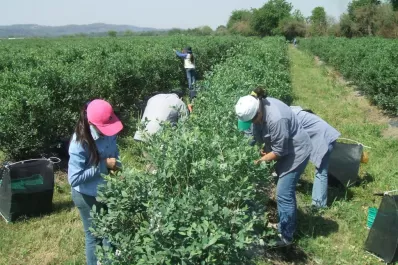 Productores de arándanos encaran con optimismo la nueva campaña