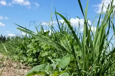 Opciones de posemergencia para el “pasto cubano”