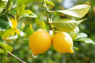 Anuncian productos a base de polifenoles