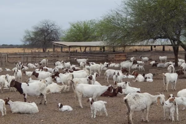 En Taco Ralo crían cabras para exportar a Medio Oriente