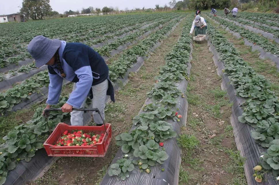 PRESENTE. Este año se ven muy buenas plantaciones de frutillas -calidad y sanidad, y buenos rendimientos-; pero el precio empezó a bajar, el dólar está estable, y los jornales e insumos en ascenso. LA GACETA / FOTO DE JUAN PABLO SÁNCHEZ NOLI