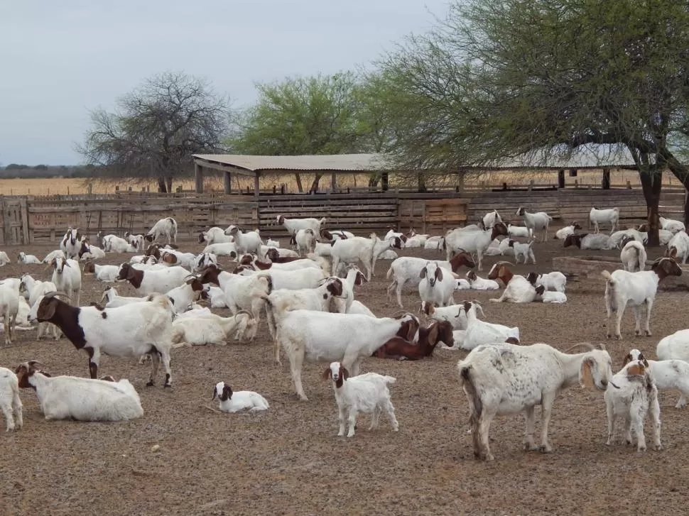 GRAN PRODUCCIÓN. Los caprinos pueden ser vendidos por su carne, pero además se utiliza la leche para producir quesos. 