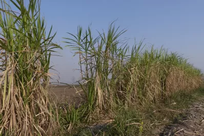 Sin materia prima de calidad no hay industria posible