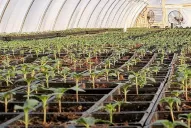 Una Pyme cultiva cannabis junto al INTA