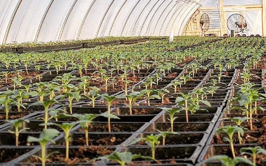 EN INVERNÁCULOS. Pampa Hemp y el INTA cultivan cannabis. 