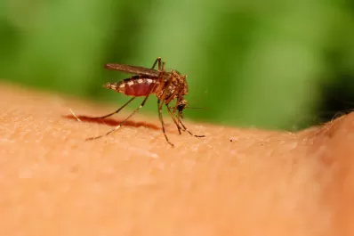 Otro virus amenaza a la humanidad: detectaron mosquitos que transmiten encefalitis equina oriental