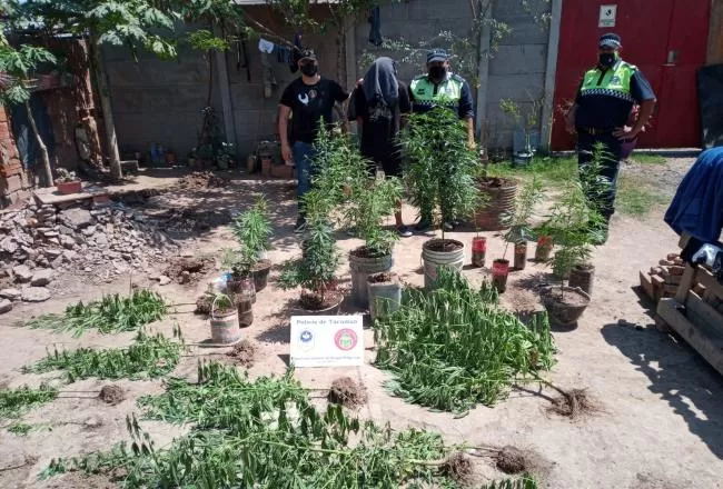 MARIHUANA secuestrada en uno de los operativos. 