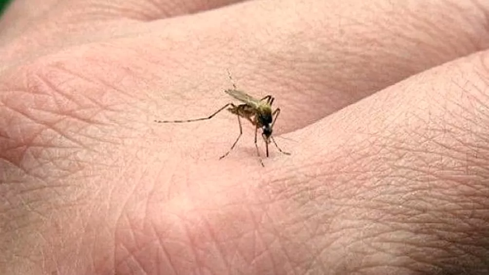 La OMS aprobó por primera vez una vacuna contra la malaria