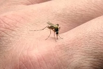 La OMS aprobó por primera vez una vacuna contra la malaria