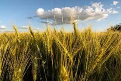 Chicago: el trigo, el maíz y la soja cerraron con bajas