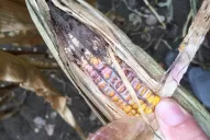 F. verticillioides, la principal causa del daño en los granos