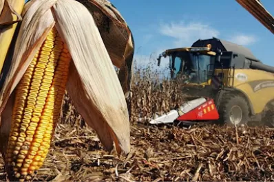 El maíz, un aliado clave para la rotación de cultivos