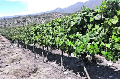 Un vino tucumano logró un premio internacional