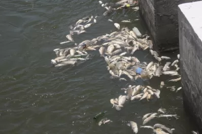 La bajante del Salí habría causado la mortandad de peces