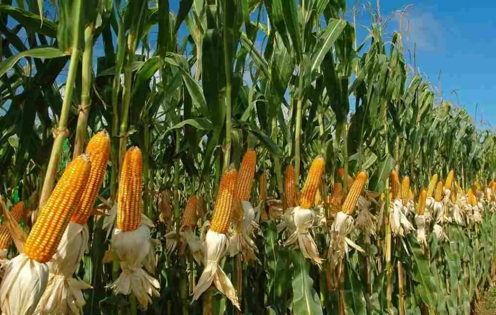 ¿SABIAS QUE? A nivel mundial, alrededor del 14% de los alimentos producidos se pierde entre la cosecha y la venta al por menor. ARCHIVO LA GACETA