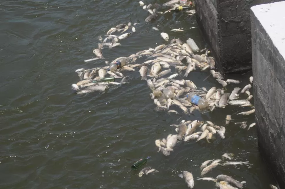 UN DESASTRE. Según los especialistas, el tamaño del cardumen superó el poco el poco caudal que llevaba el río y por eso murieron.  