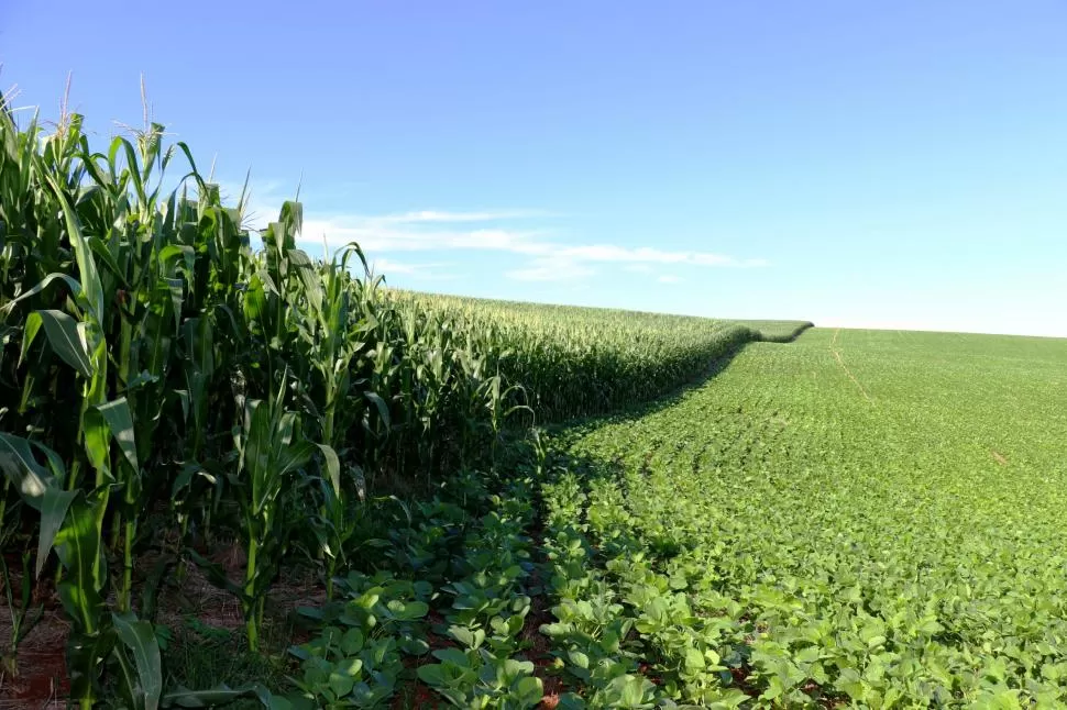 MODALIDAD BENEFICIOSA. La utilización del maíz en la rotación con la soja permitió que los efectos indeseables del monocultivo empiecen a tener solución.  