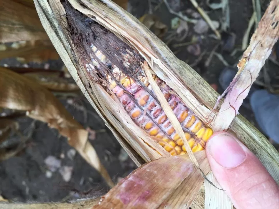 ESTUDIO. Los daños por hongos en mazorcas genera perdidas importantes.  