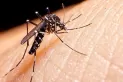 Todavía la población de Aedes Aegypti no es muy alta