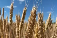 Las lluvias llegaron a tiempo en la zona triguera