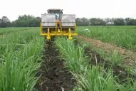 Técnicos analizan fertilizantes para caña de azúcar