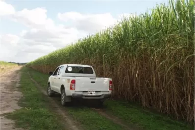 Bioestimulantes en caña: una herramienta de recuperación en casos de estrés hídrico