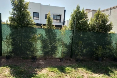 Cómo taparte del vecino: plantas para lograr privacidad