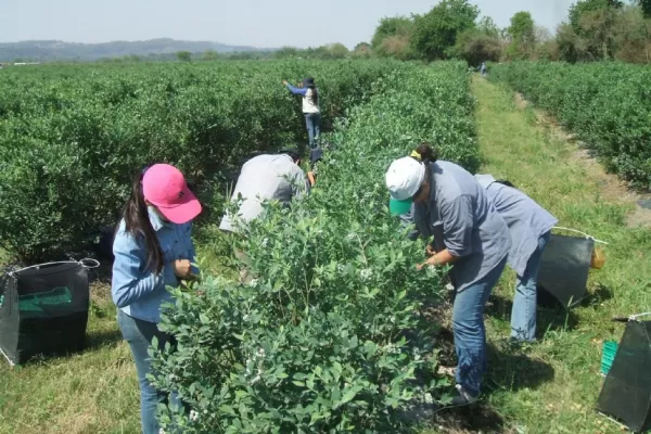El creciente éxito del arándano conlleva beneficios, pero también serios desafíos