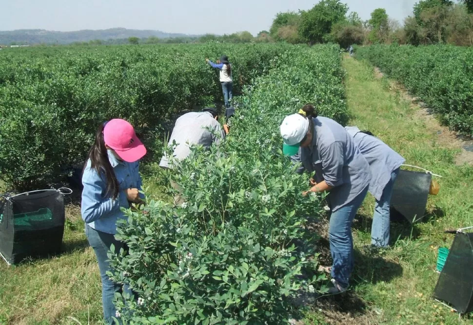 URBI ET ORBI. Actualmente el arándano se cultiva en muchos lugares; desde el Ecuador a los extremos del norte y del sur. La mayoría de los países frutícolas han incursionado en este cultivo.  