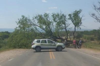 Un árbol se desplomó sobre la Ruta Provincial 305