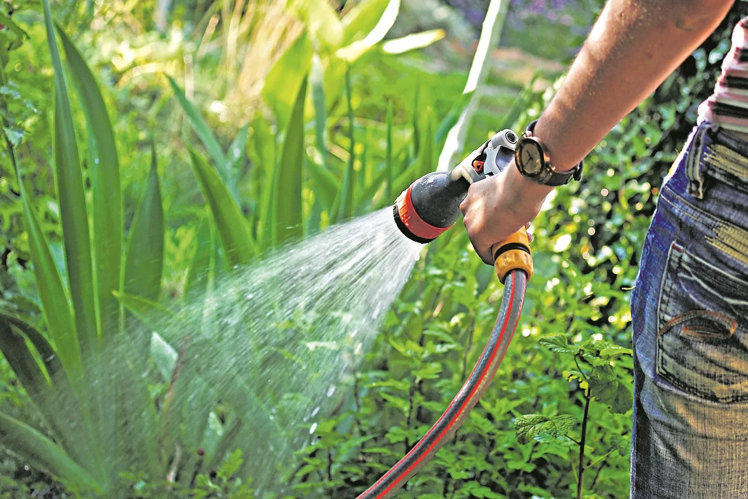 Cómo hacer para que las plantas no mueran por el calor