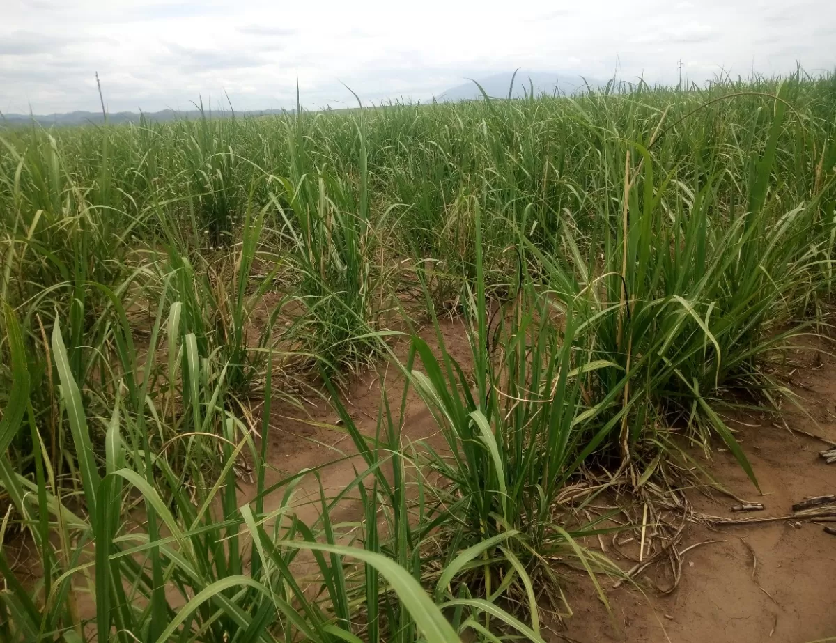 Calor y sequía propiciaron la presencia de carbón