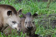 Surgen dudas en la investigación por la muerte de Suyana