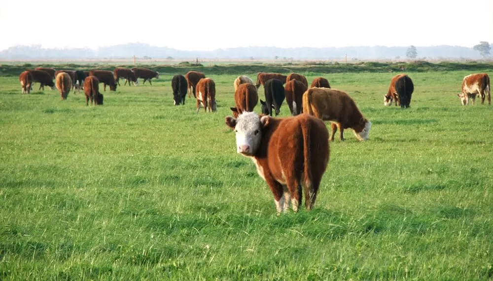 ANÁLISIS. El nivel de sustentabilidad de la carne argentina fue relevado por 45 científicos argentinos del Conicet. 