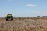 Momento clave para evaluar las malezas en los lotes