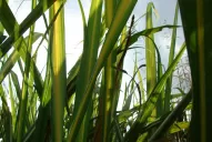 El virus del amarillamiento está instalado