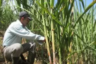 Cuentan la experiencia del manejo de enfermedades de la caña en Colombia