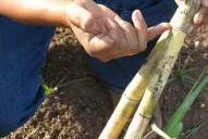 El monitoreo resulta clave para reducir los niveles de RSD