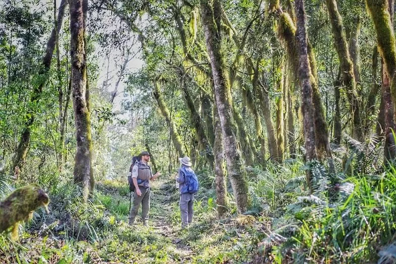  UN ARBOL NATIVO DE LAS YUNGAS. En el lugar se resalta el aliso del cerro, que crece en zonas altas (a una altura de entre los 1.500 y 2.000 metros sobre el nivel del mar). ARCHIVO LA GACETA